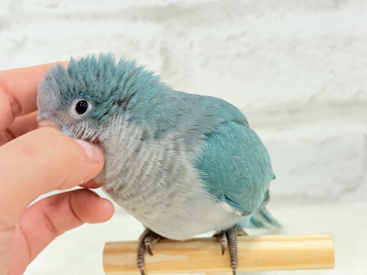オキナインコ