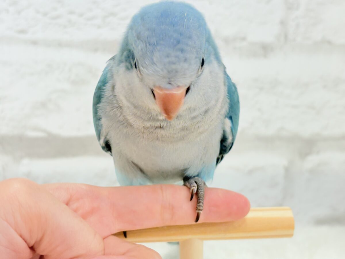 オキナインコ
