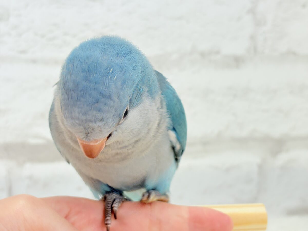オキナインコ