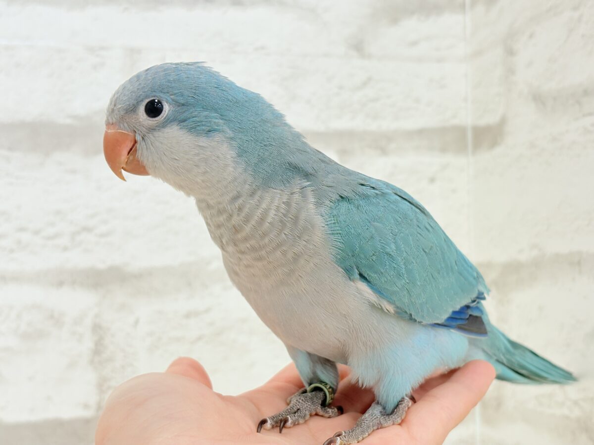 オキナインコ