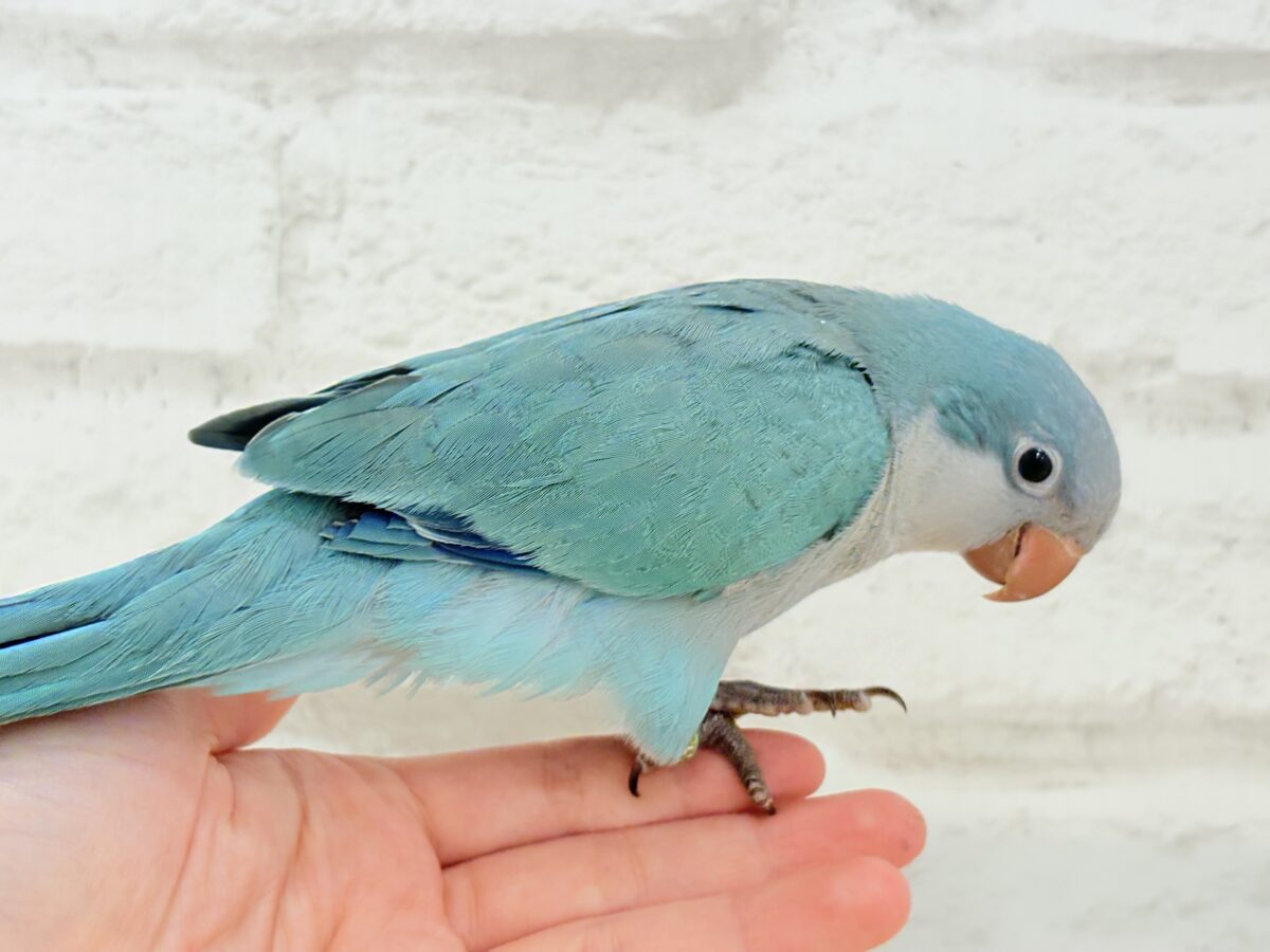 オキナインコ