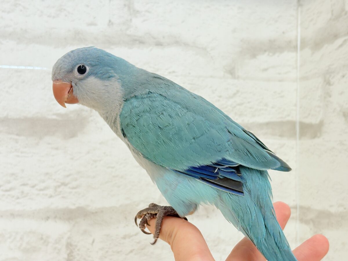 オキナインコ