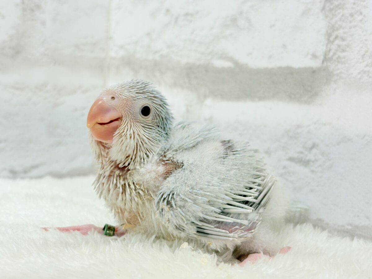 鳥好きさん集まれ〜っ🐥🪅💫中型インコ祭🏮🎉 説明画像です