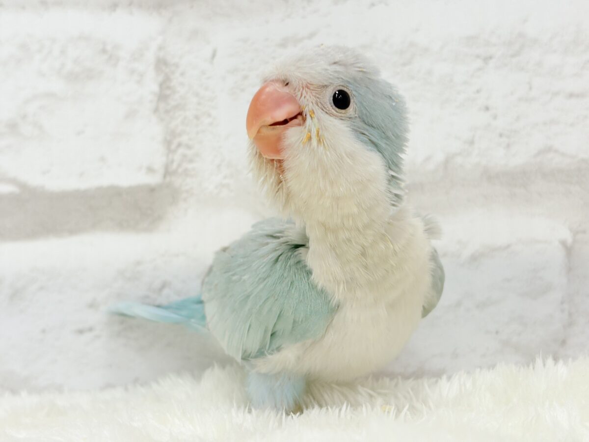 説明画像です