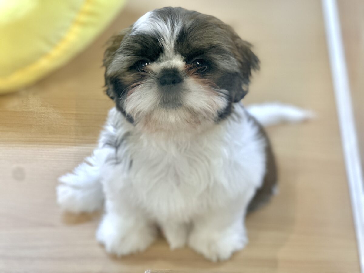 シーズー