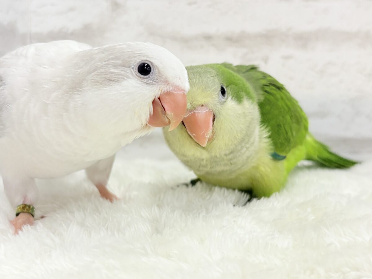 説明画像です