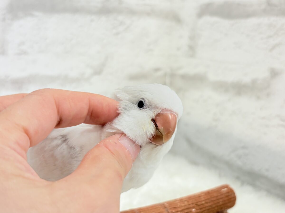 鳥好きさん集まれ〜っ🐥🪅💫中型インコ祭🏮🎉 説明画像です