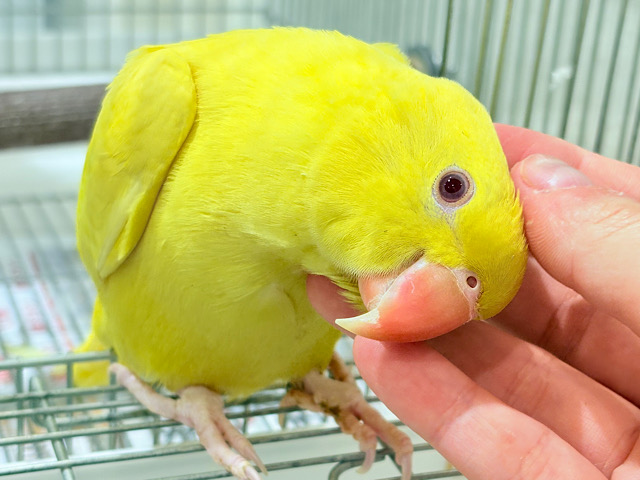 説明画像です