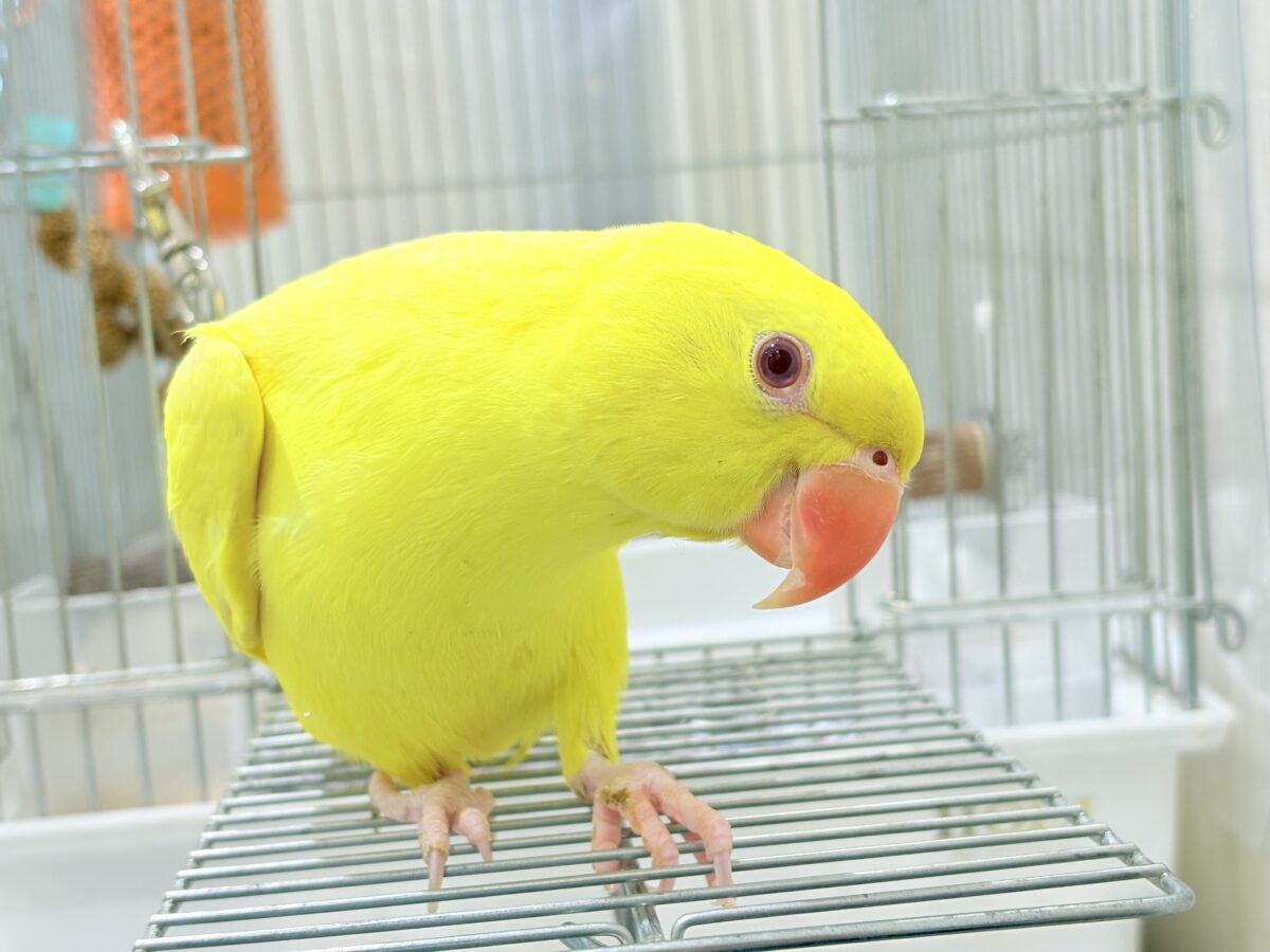 説明画像です