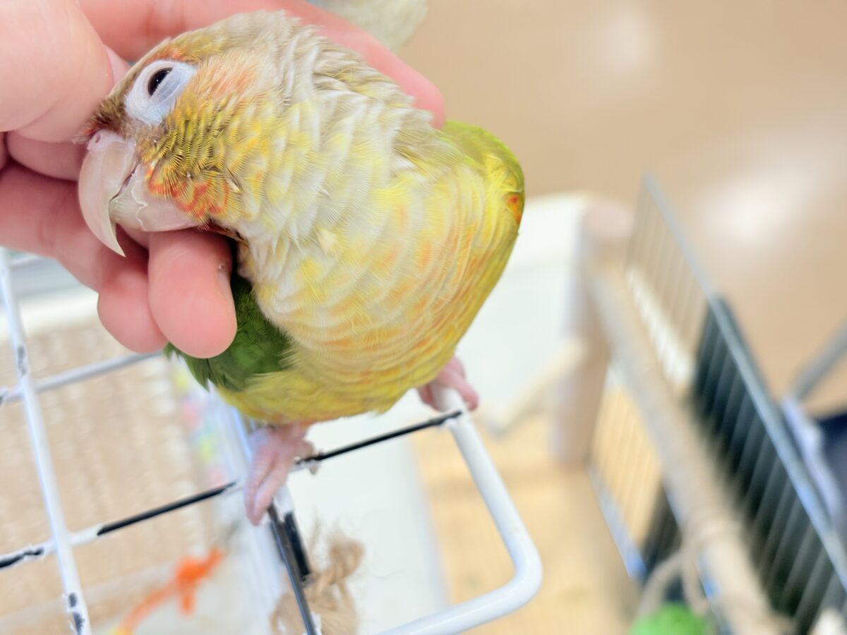説明画像です