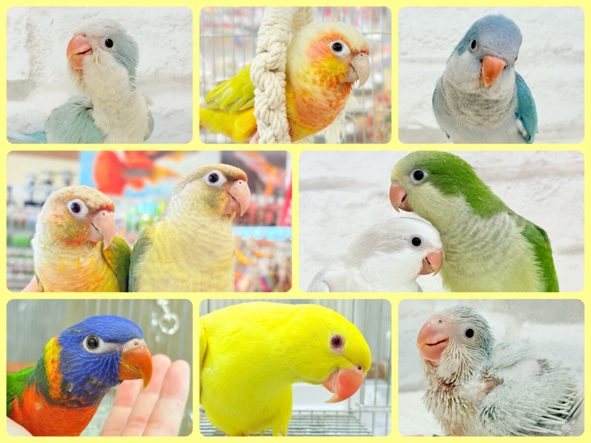 鳥好きさん集まれ〜っ🐥🪅💫中型インコ祭🏮🎉 鳥好きさん集まれ〜っ🐥🪅💫中型インコ祭🏮🎉