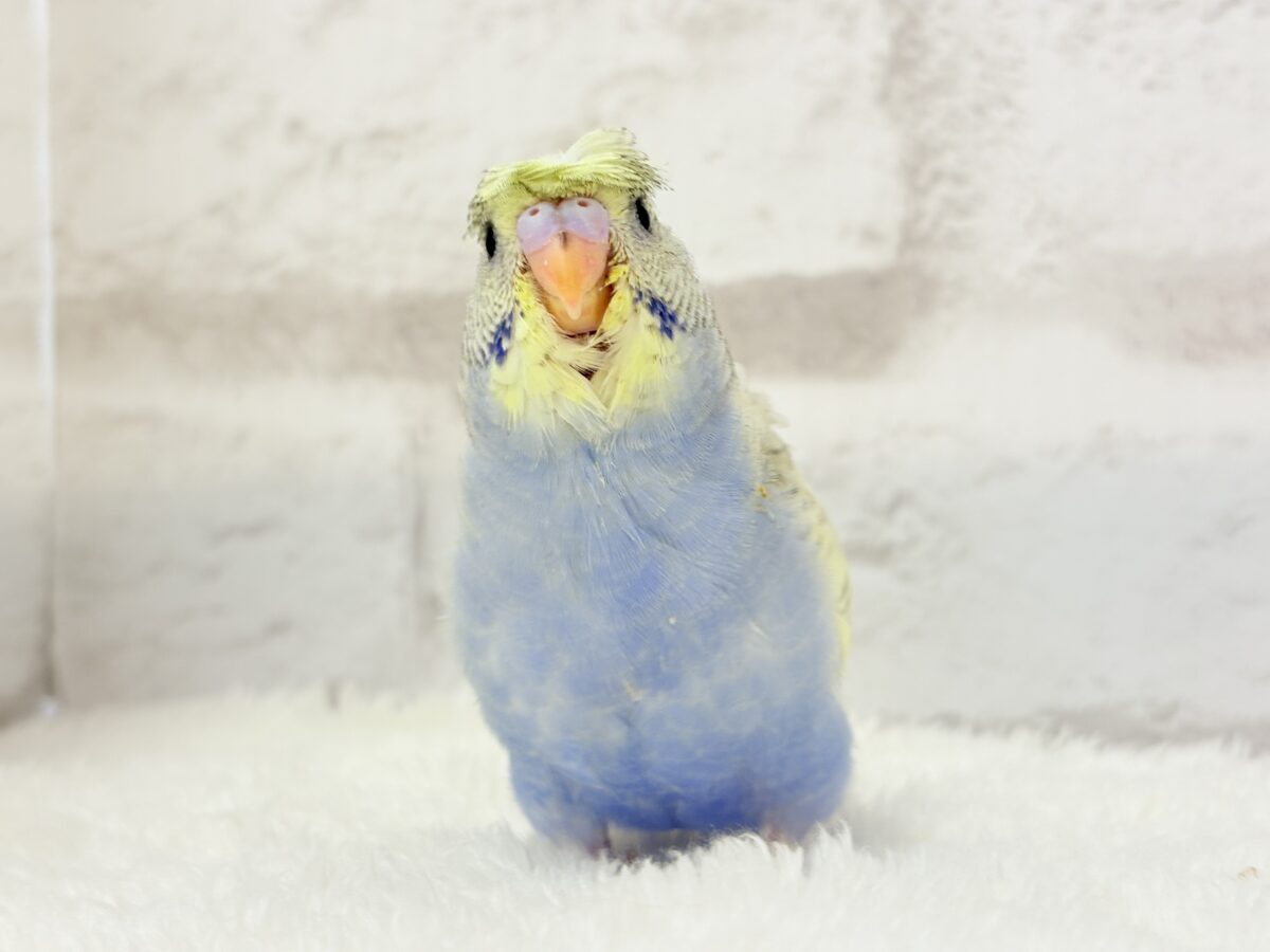 梵天セキセイインコ
