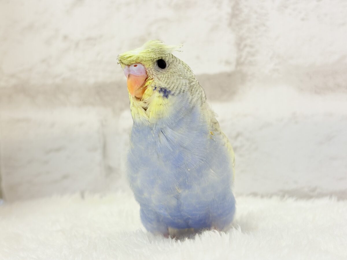 梵天セキセイインコ