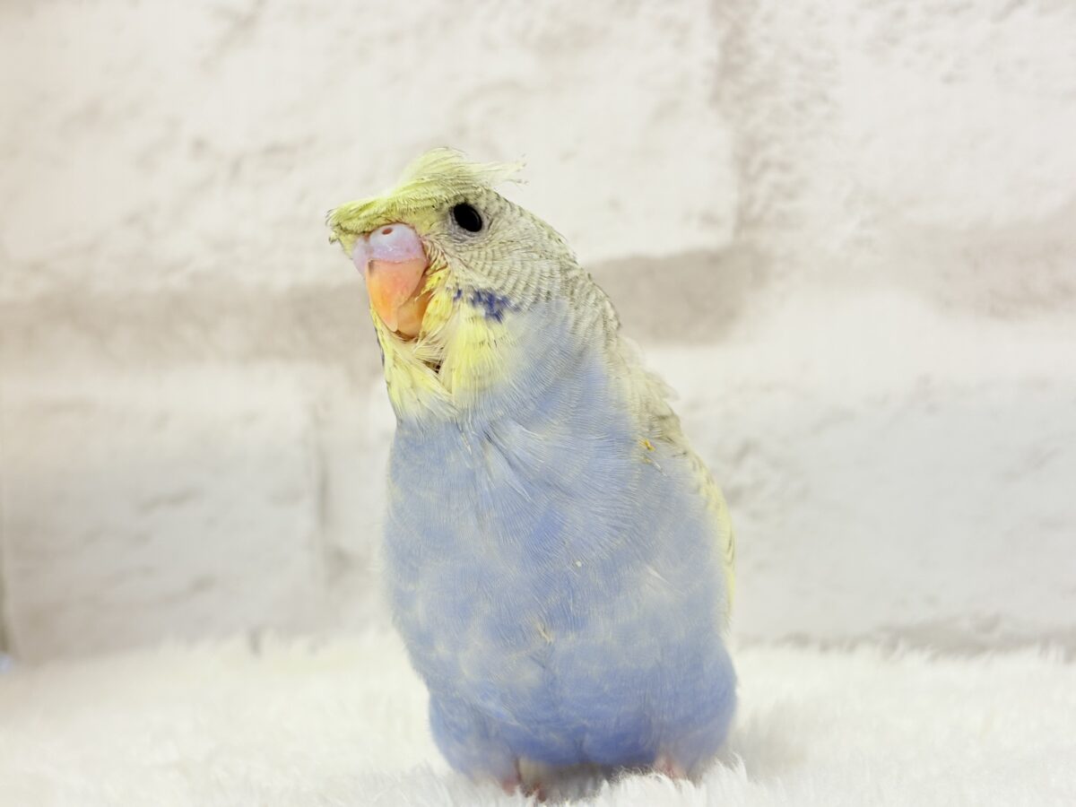 梵天セキセイインコ