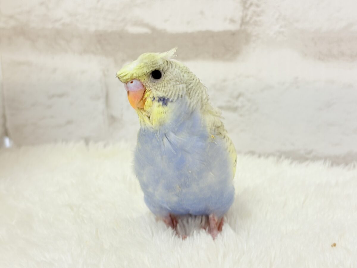梵天セキセイインコ