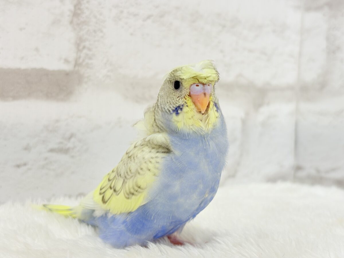 梵天セキセイインコ