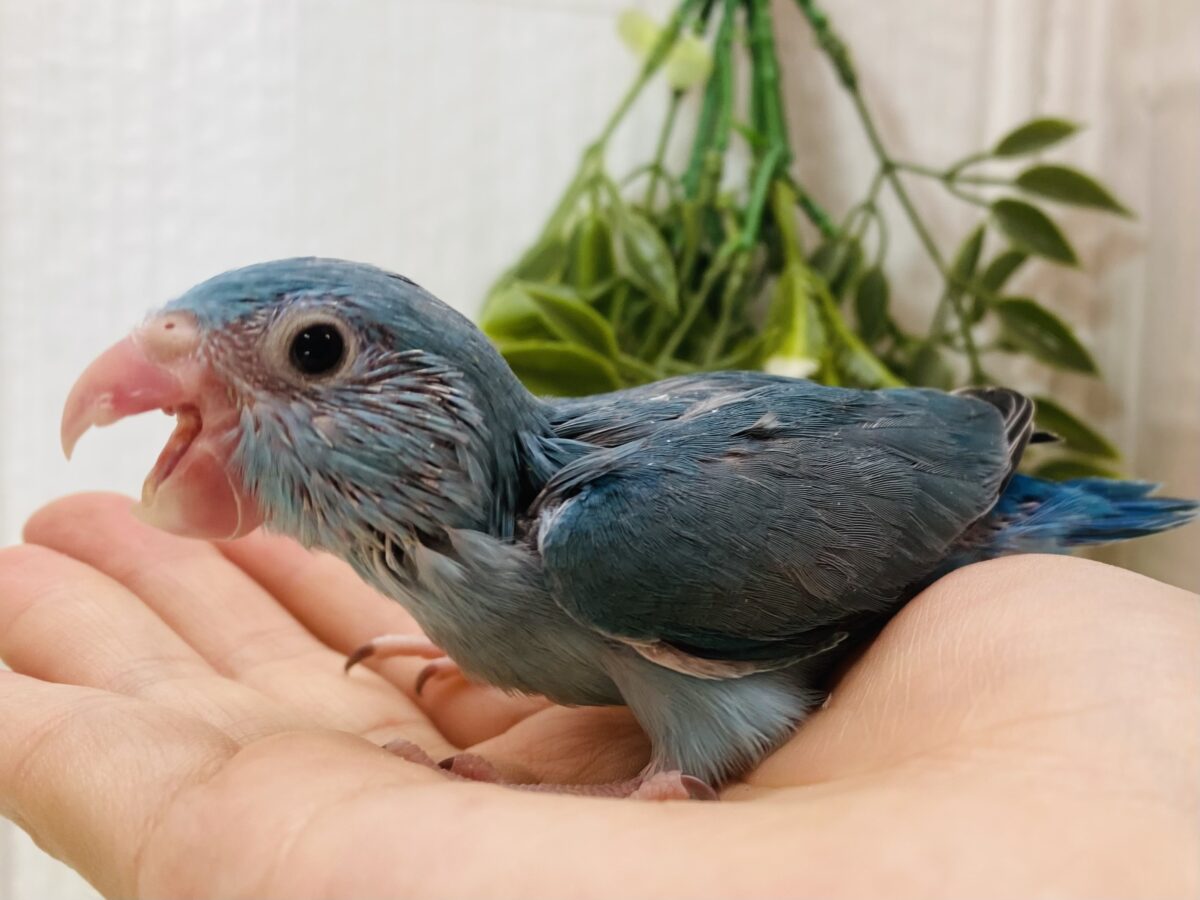 マメルリハ
