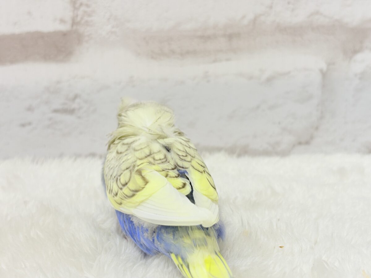 梵天セキセイインコ
