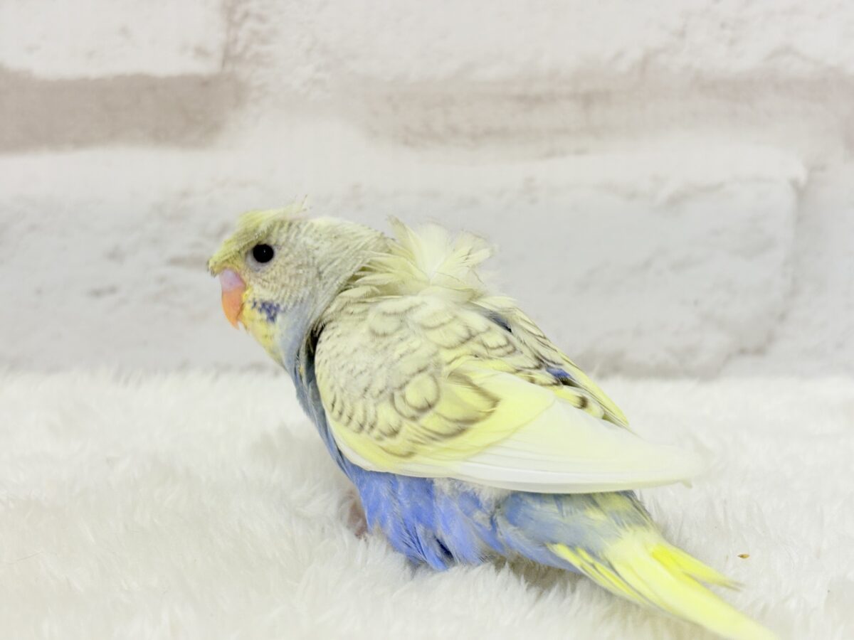 梵天セキセイインコ