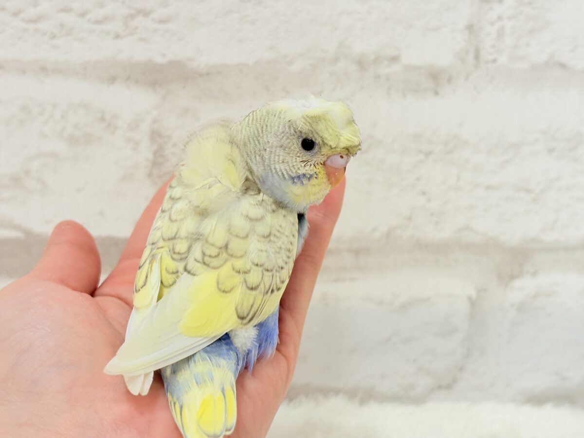 梵天セキセイインコ