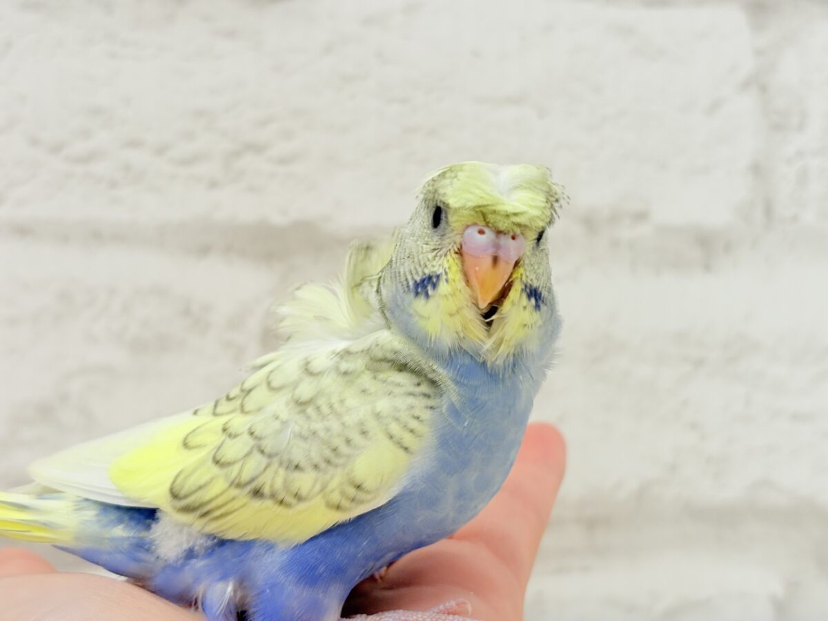 梵天セキセイインコ
