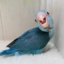大きなお口でアピール上手‼️色鮮やかなブルーのマメルリハインコ🎀