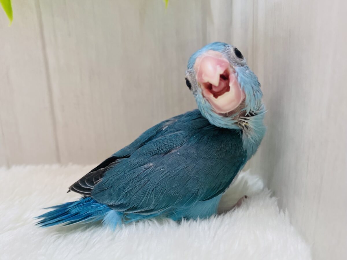 大きなお口でアピール上手‼️色鮮やかなブルーのマメルリハインコ🎀