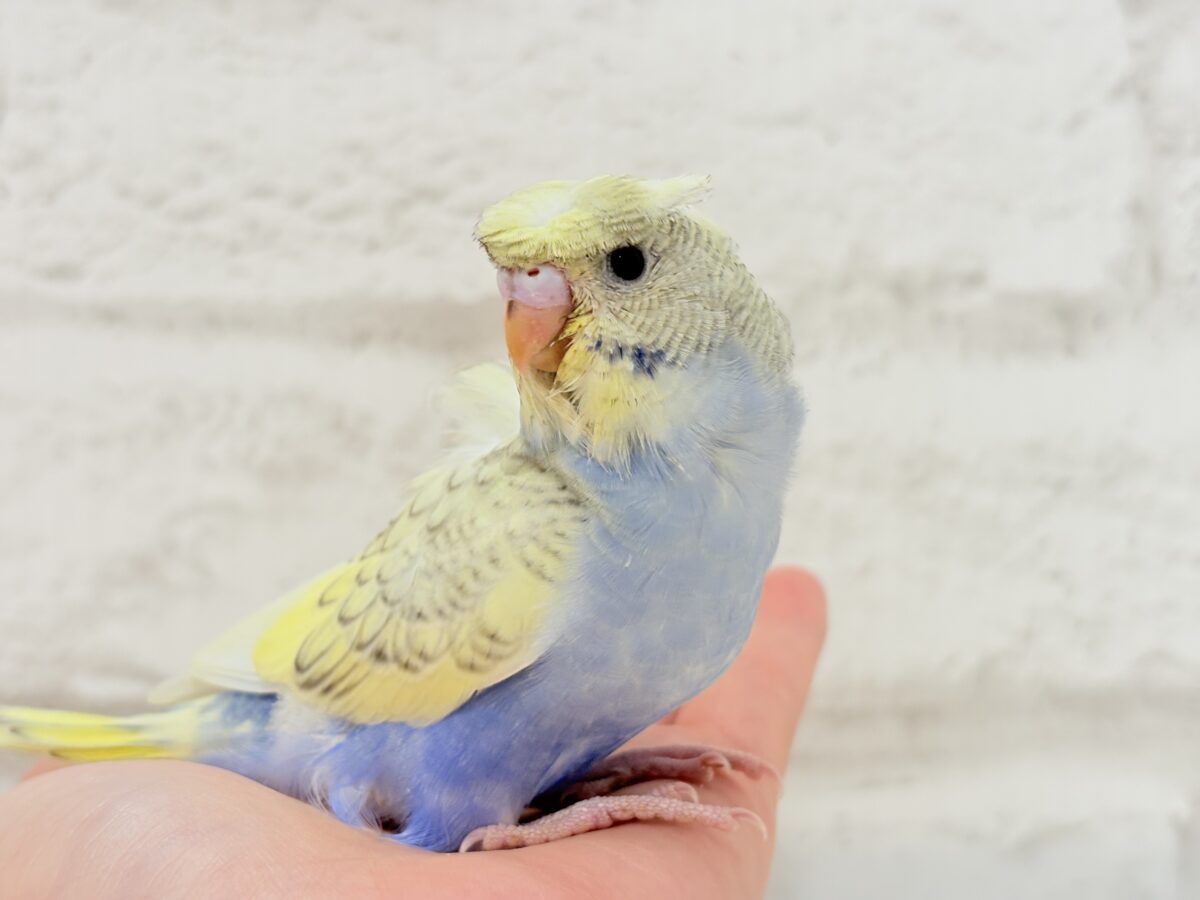 梵天セキセイインコ