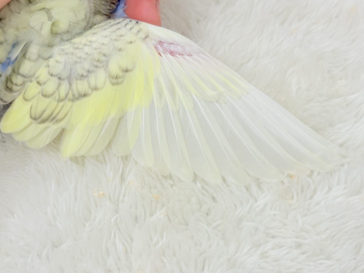 梵天セキセイインコ