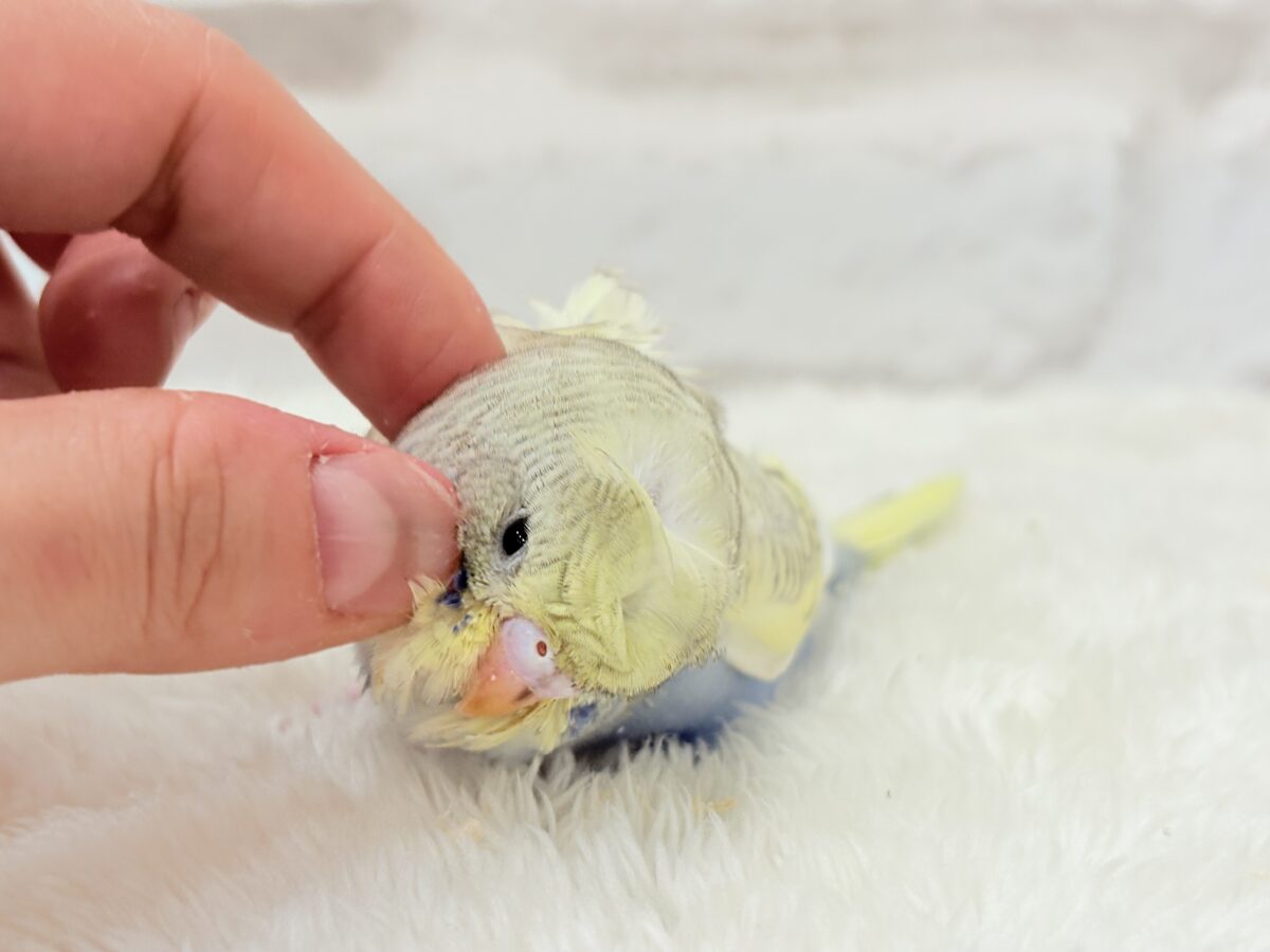 梵天セキセイインコ