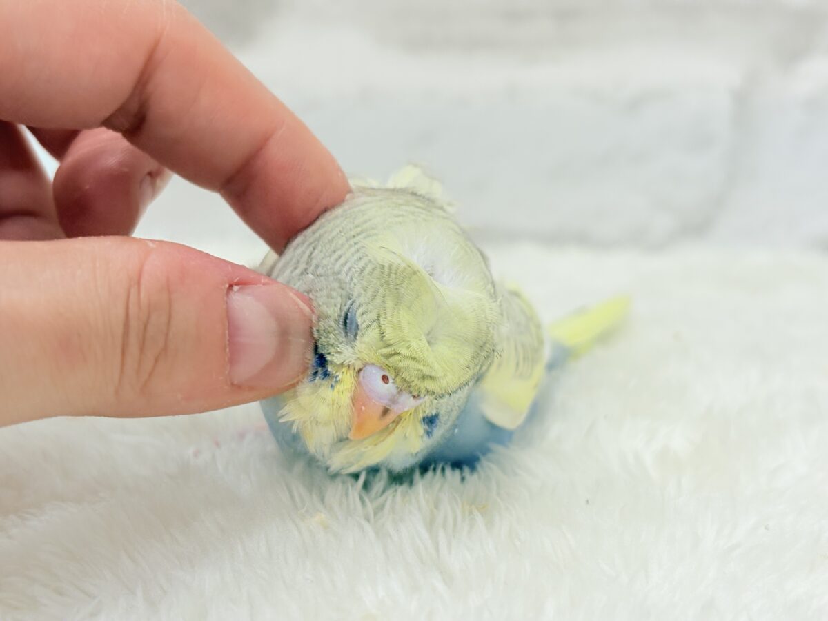 梵天セキセイインコ