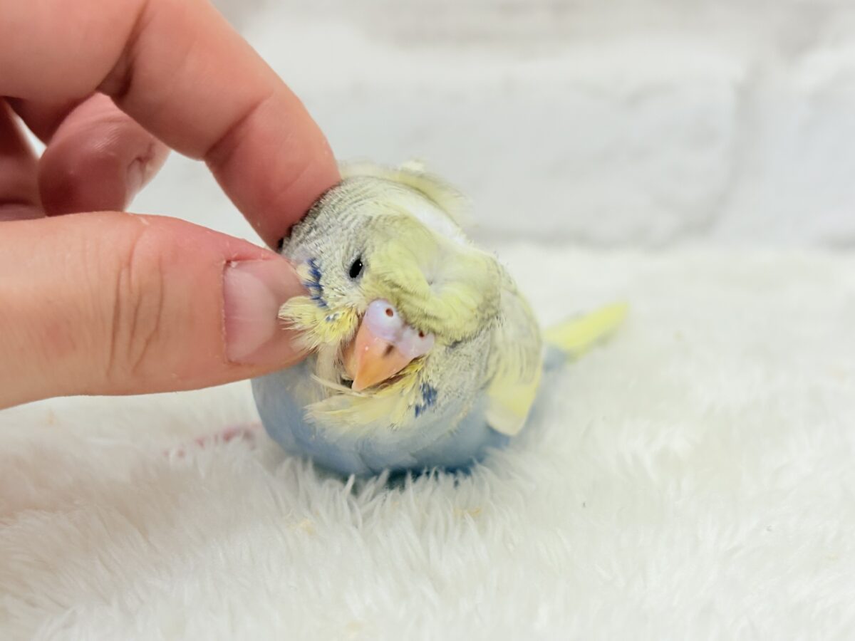 梵天セキセイインコ
