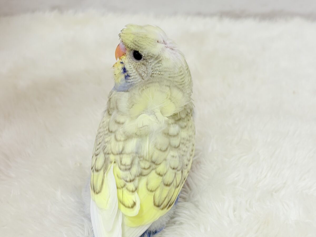 梵天セキセイインコ