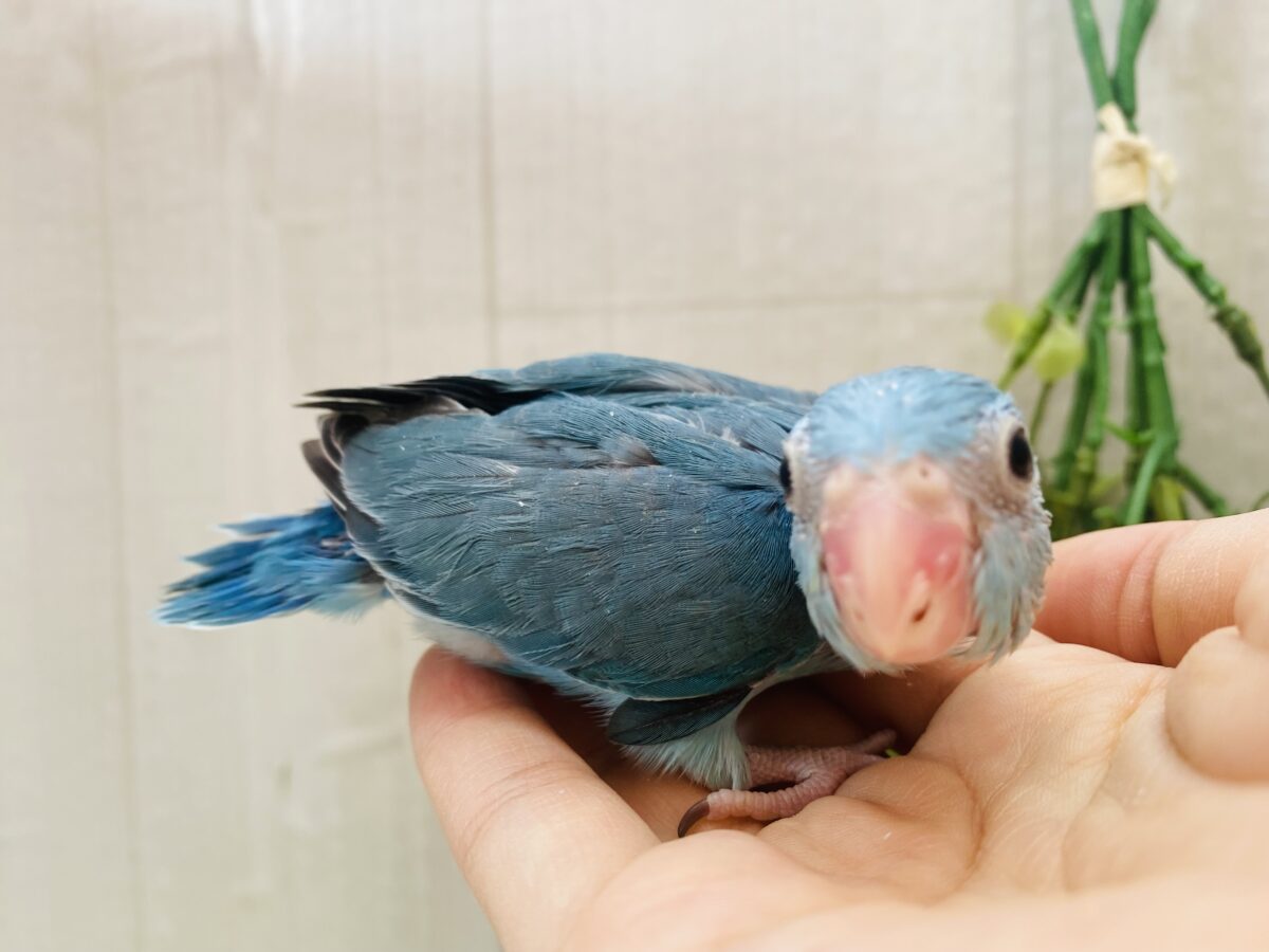 マメルリハ