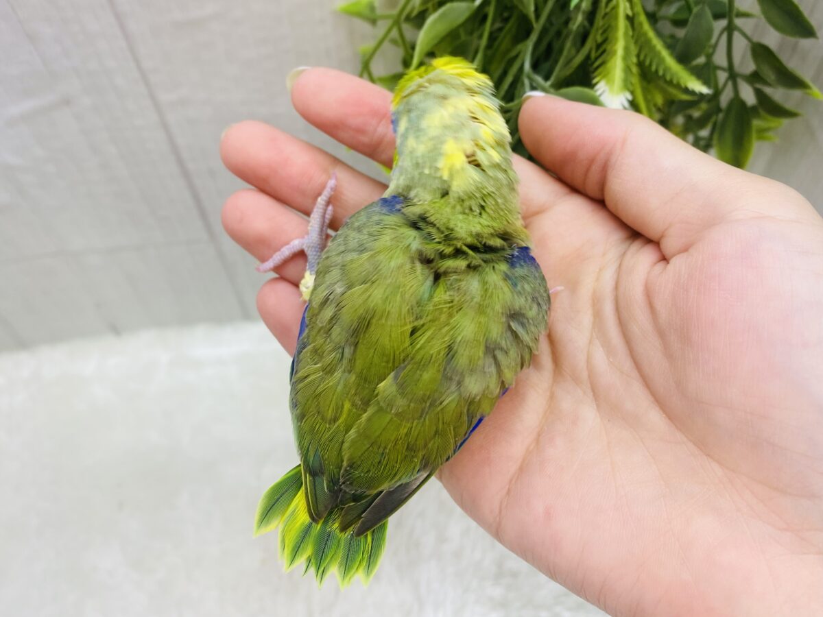 マメルリハ
