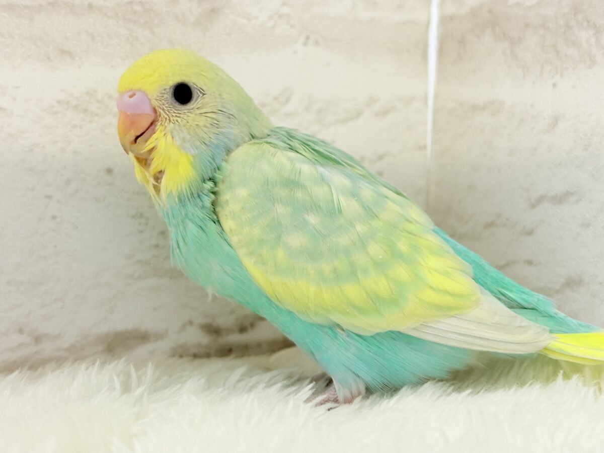 セキセイインコ
