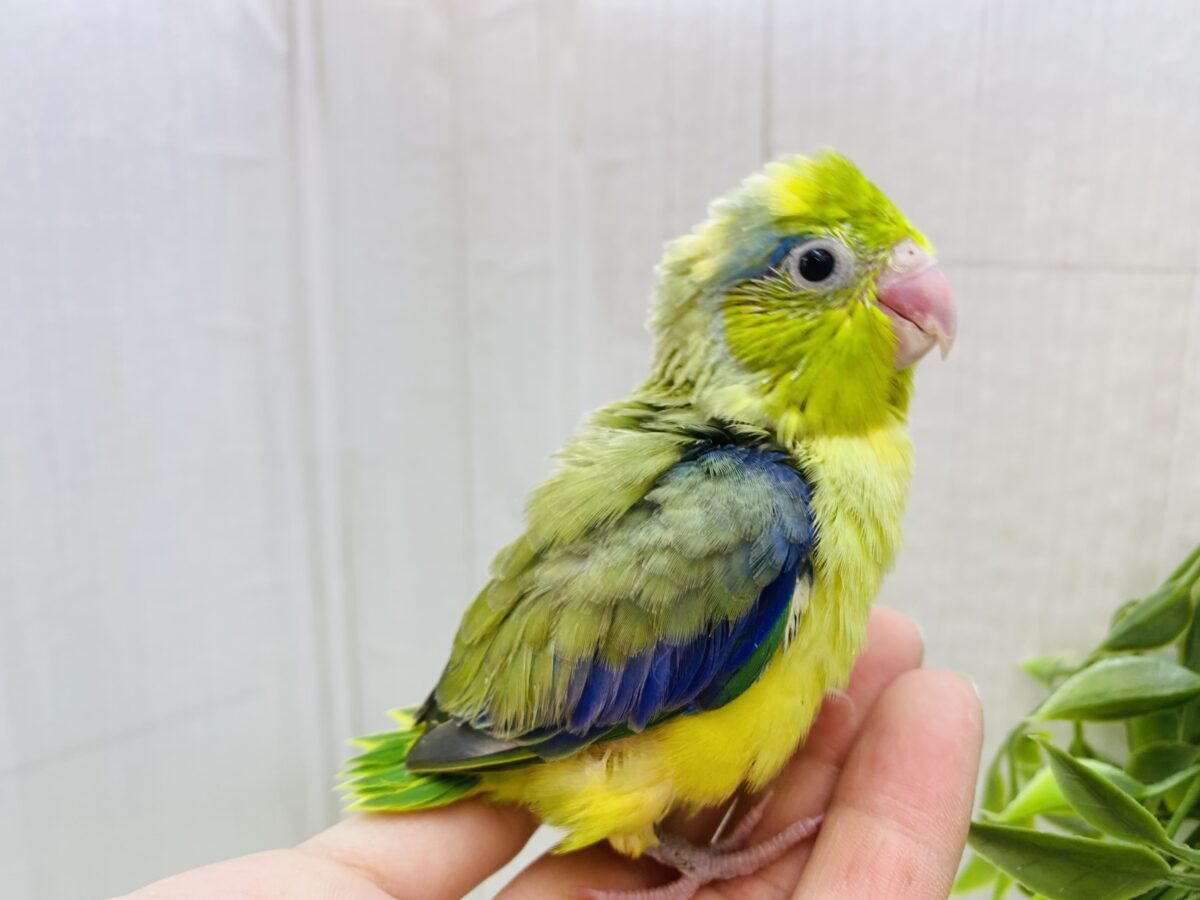 マメルリハ