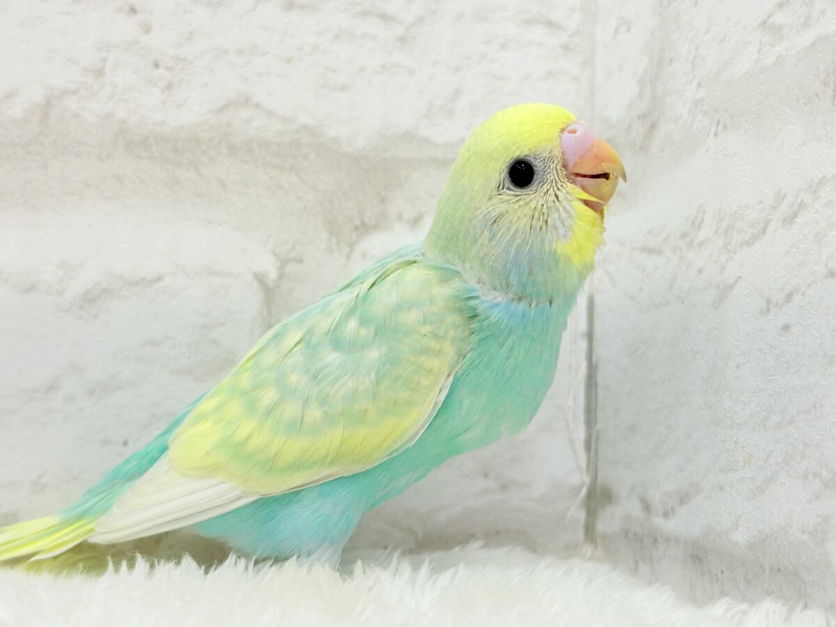 セキセイインコ