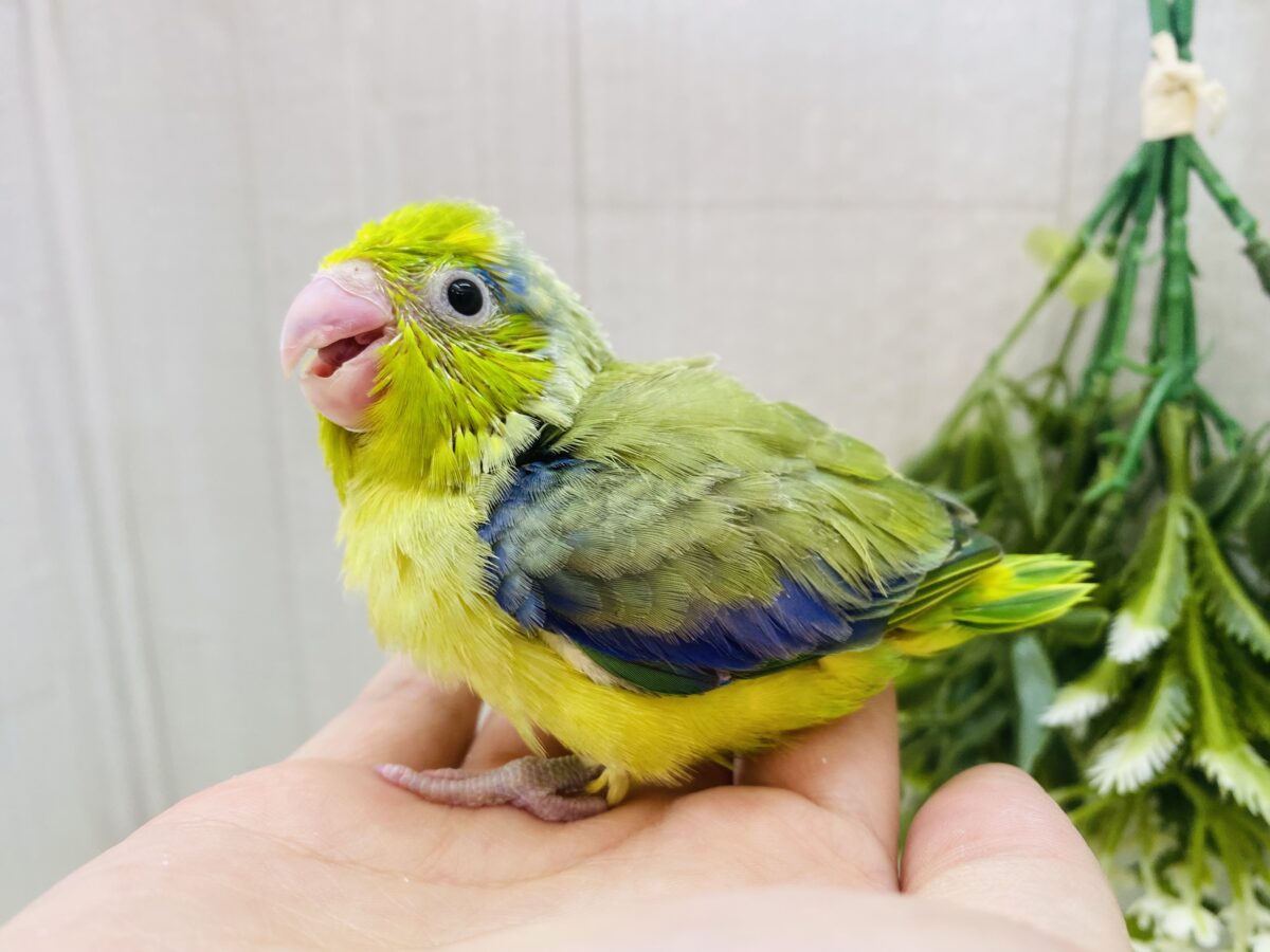 マメルリハ