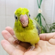 何色入っているのぉ〜？✨優しさ溢れる❣️マメルリハインコ男の子⭐️