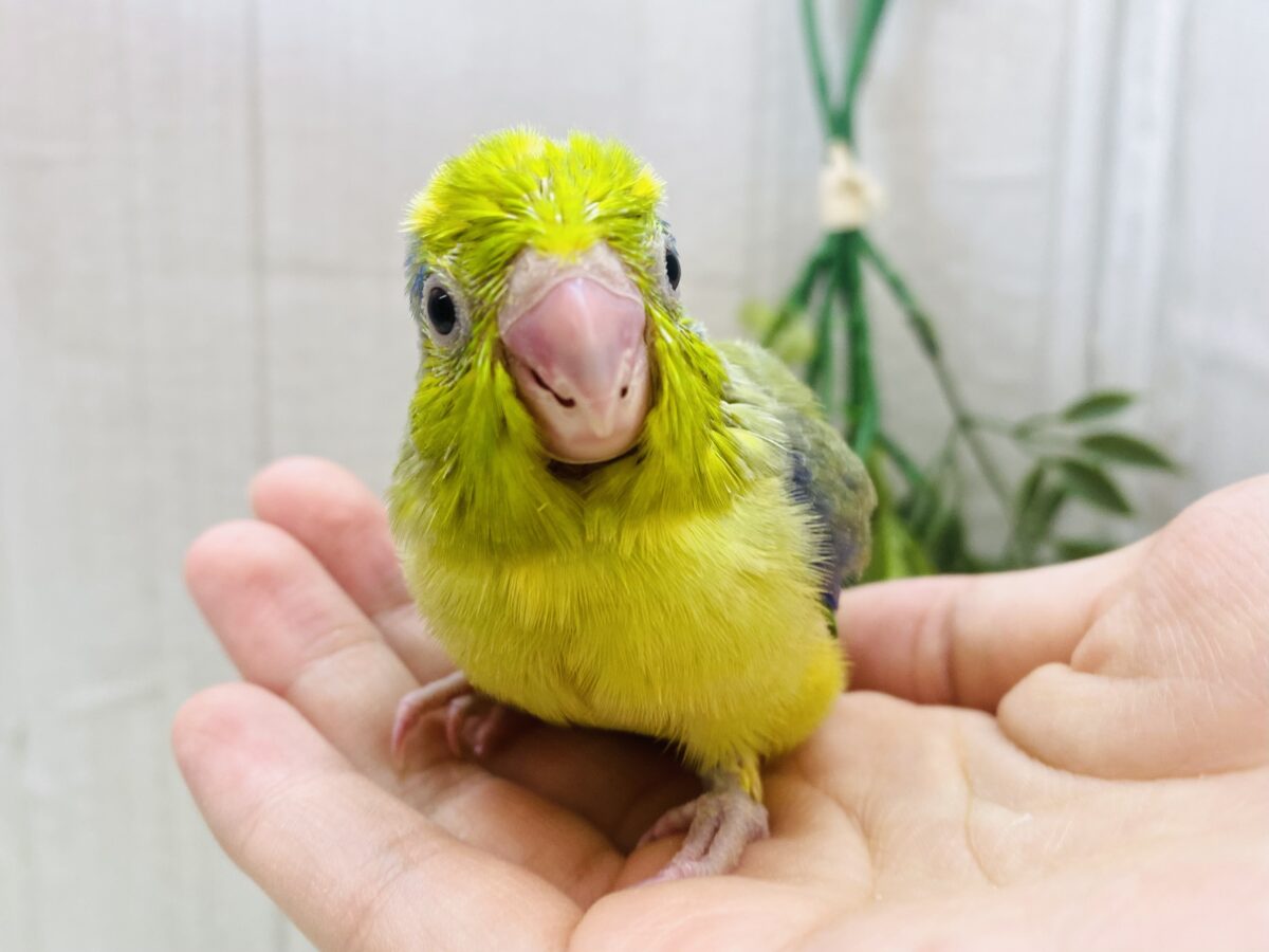 何色入っているのぉ〜？✨優しさ溢れる❣️マメルリハインコ男の子⭐️