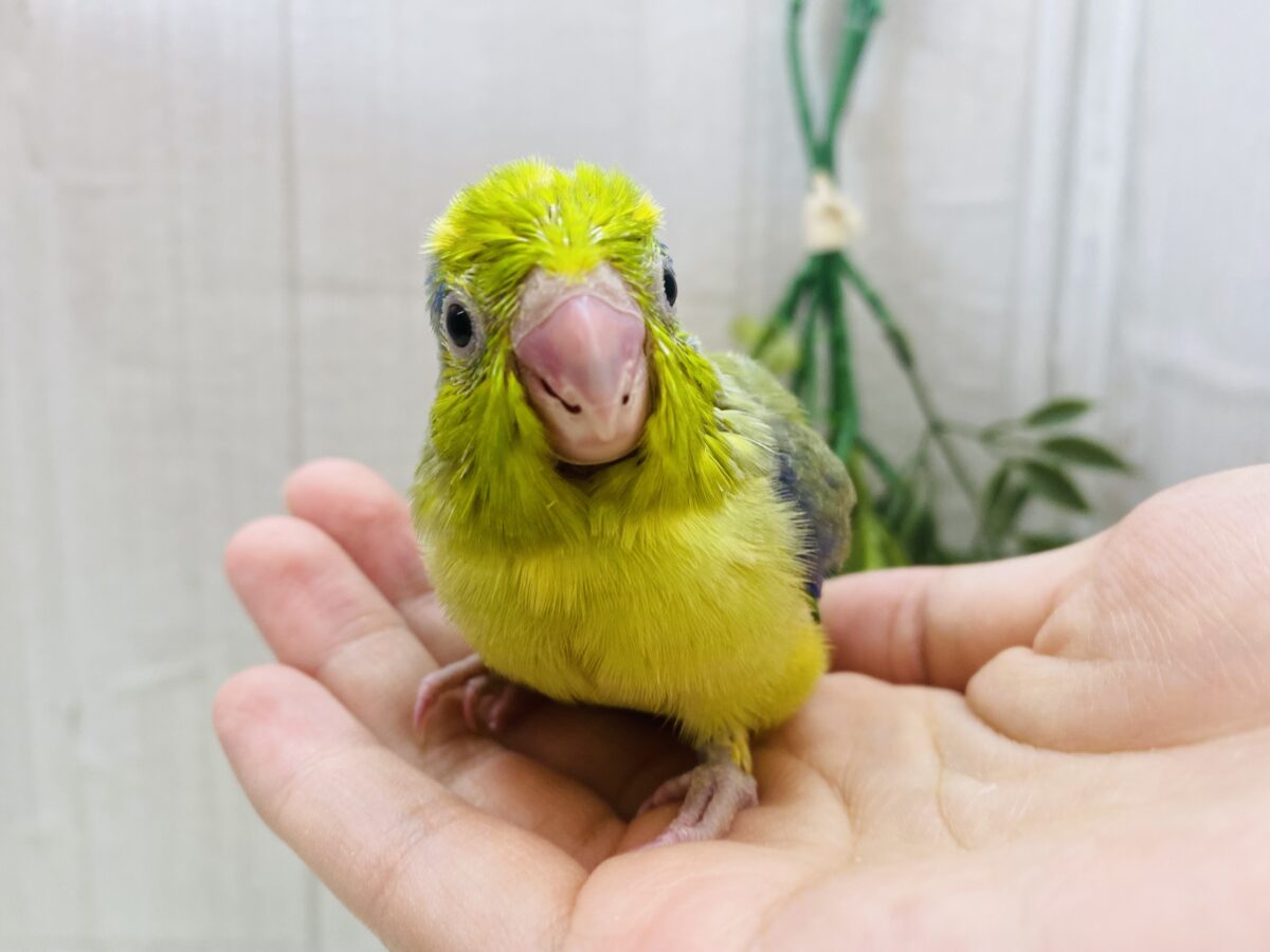 マメルリハ