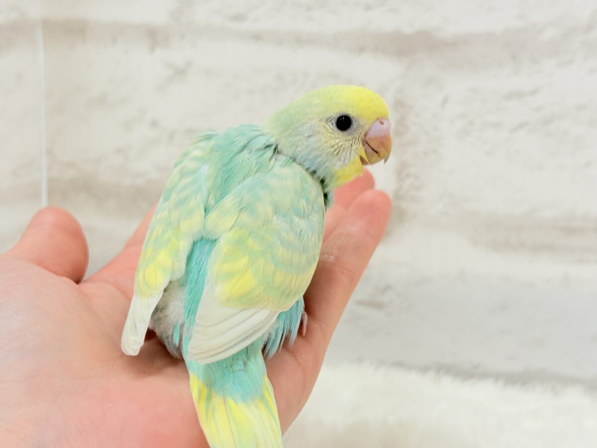 セキセイインコ