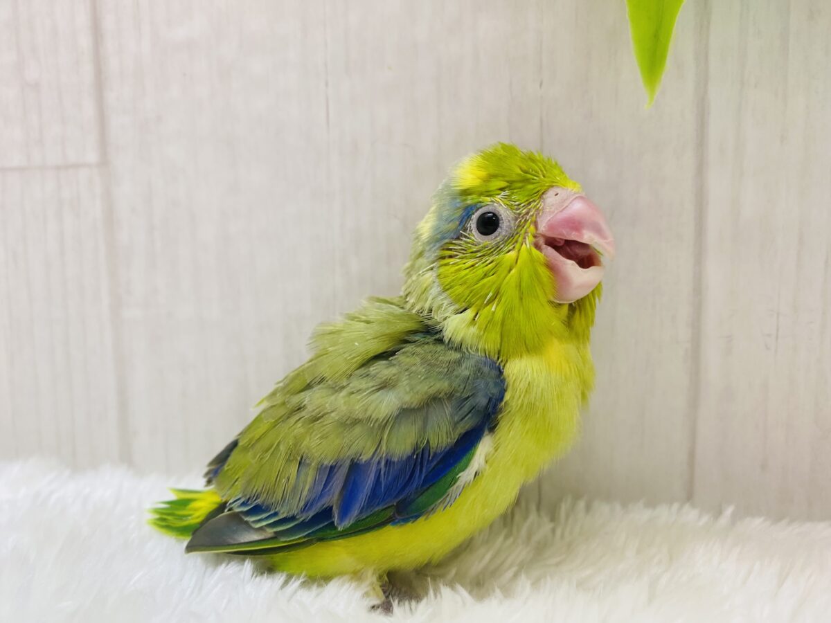 マメルリハ