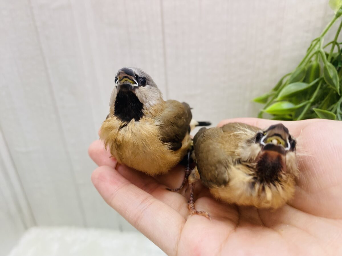 お久しぶりです!シュバシキンセイチョウヒナさん💖 シュバシキンセイチョウ