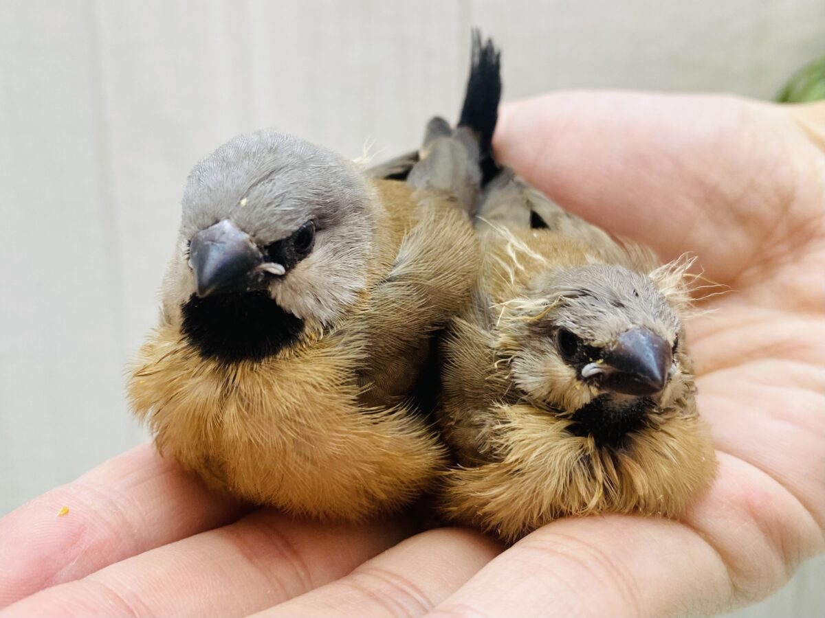 お久しぶりです！シュバシキンセイチョウヒナさん💖