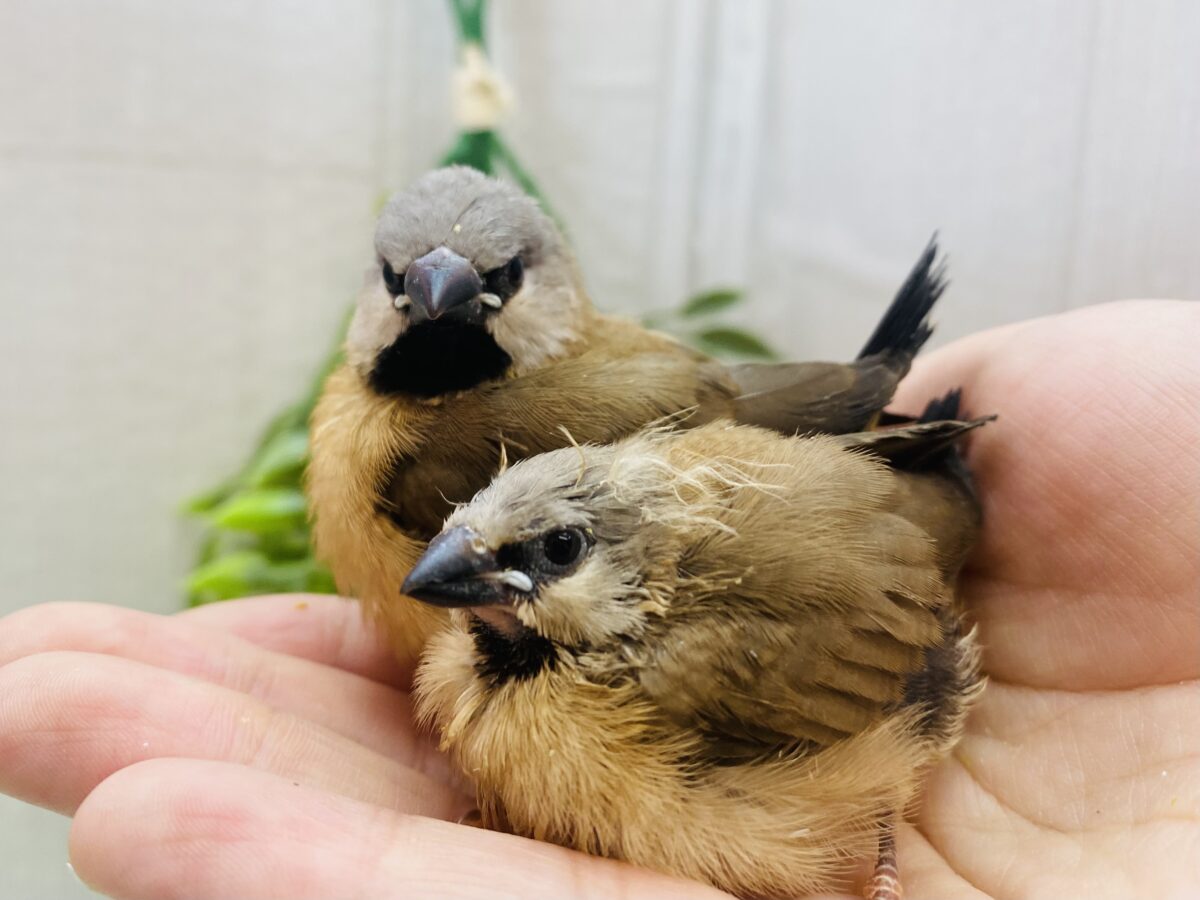 シュバシキンセイチョウ