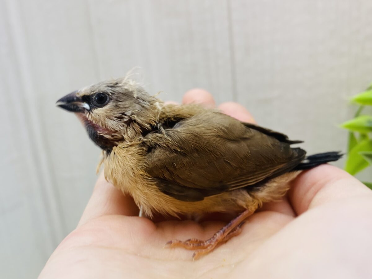 シュバシキンセイチョウ