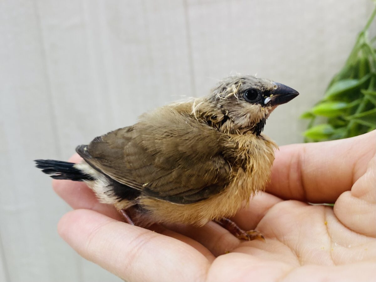 シュバシキンセイチョウ