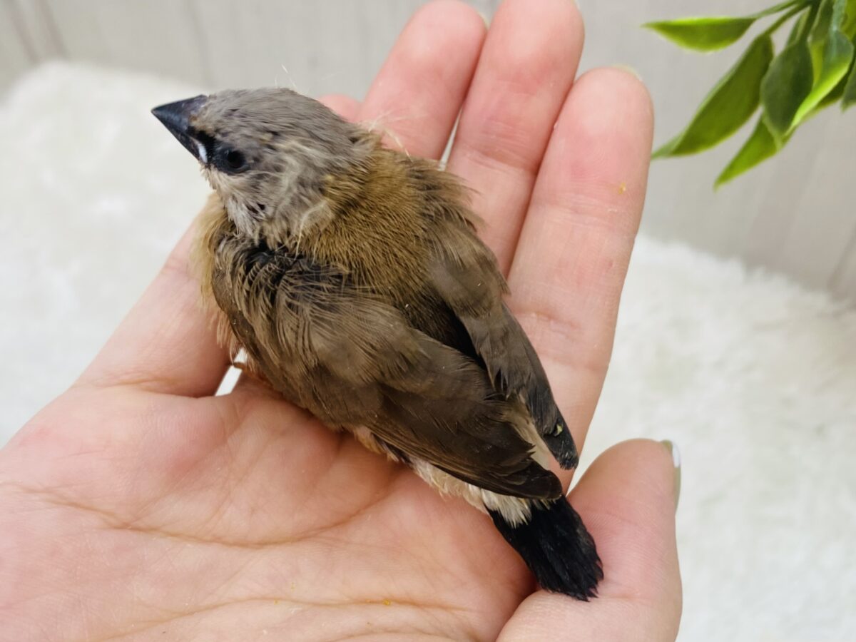 お久しぶりです!シュバシキンセイチョウヒナさん💖 シュバシキンセイチョウ